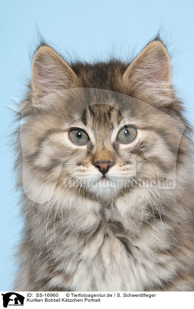 Kurilian Bobtail Ktzchen Portrait / SS-16960