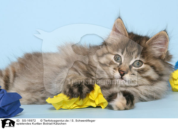 spielendes Kurilian Bobtail Ktzchen / playing Kurilian Bobtail kitten / SS-16972