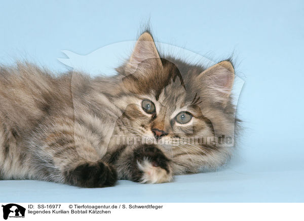 liegendes Kurilian Bobtail Ktzchen / SS-16977