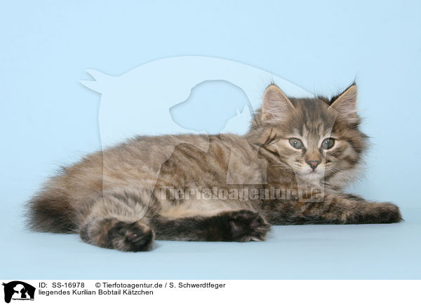 liegendes Kurilian Bobtail Ktzchen / lying Kurilian Bobtail kitten / SS-16978