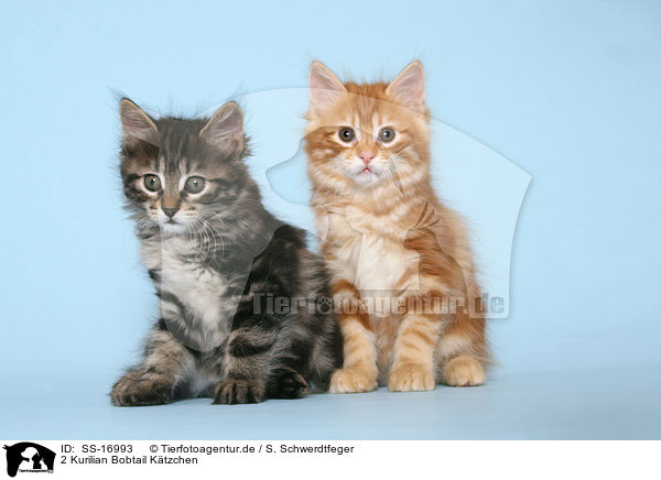 2 Kurilian Bobtail Ktzchen / 2 Kurilian Bobtail kitten / SS-16993