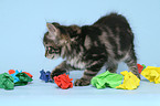 spielendes Kurilian Bobtail Ktzchen