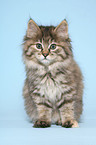 Kurilian Bobtail Ktzchen