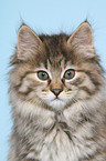 Kurilian Bobtail Ktzchen Portrait