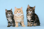 3 Kurilian Bobtail Ktzchen