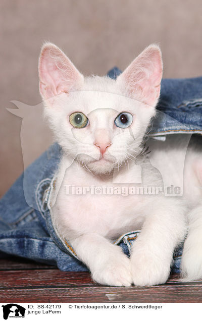 junge LaPerm / young LaPerm / SS-42179