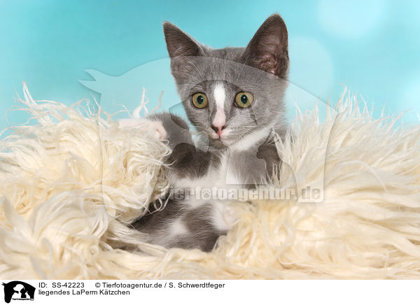 liegendes LaPerm Ktzchen / lying LaPerm Kitten / SS-42223