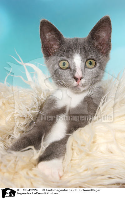 liegendes LaPerm Ktzchen / lying LaPerm Kitten / SS-42224