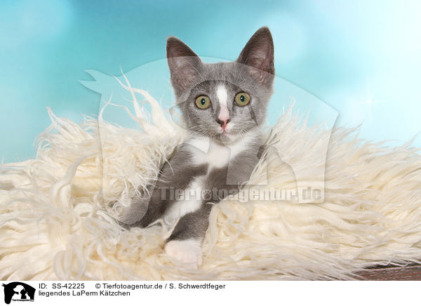 liegendes LaPerm Ktzchen / lying LaPerm Kitten / SS-42225
