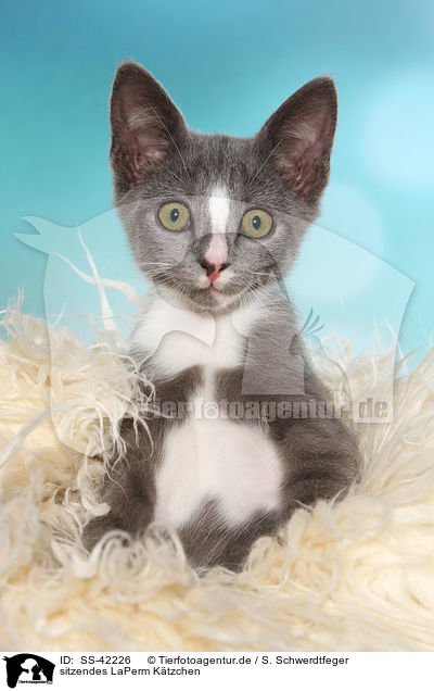 sitzendes LaPerm Ktzchen / sitting LaPerm Kitten / SS-42226