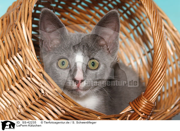 LaPerm Ktzchen / LaPerm Kitten / SS-42235