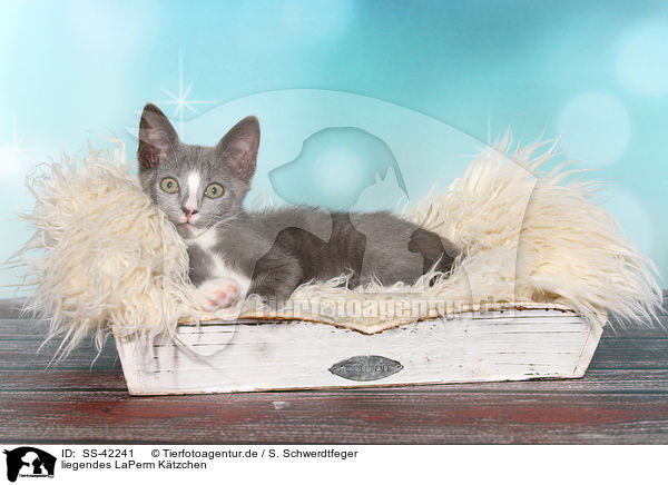liegendes LaPerm Ktzchen / lying LaPerm Kitten / SS-42241