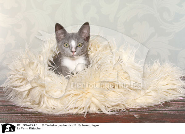 LaPerm Ktzchen / LaPerm Kitten / SS-42245