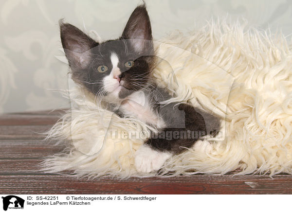 liegendes LaPerm Ktzchen / lying LaPerm Kitten / SS-42251