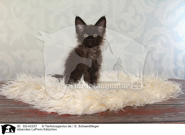 sitzendes LaPerm Ktzchen / sitting LaPerm Kitten / SS-42257