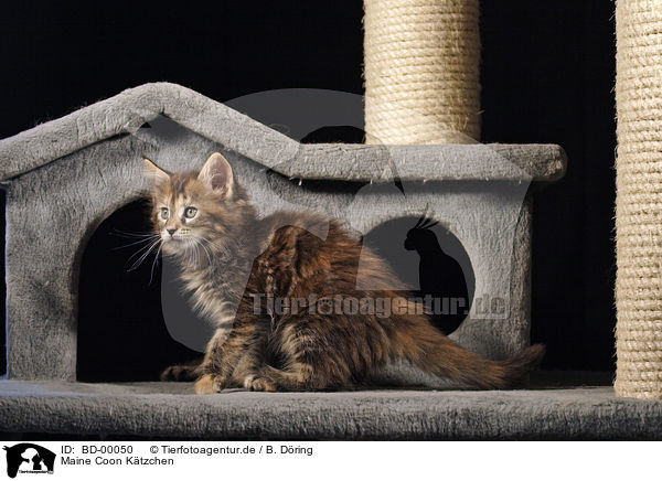 Maine Coon Ktzchen / Maine Coon Kitten / BD-00050