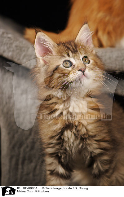 Maine Coon Ktzchen / BD-00051