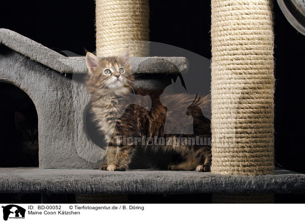 Maine Coon Ktzchen / BD-00052