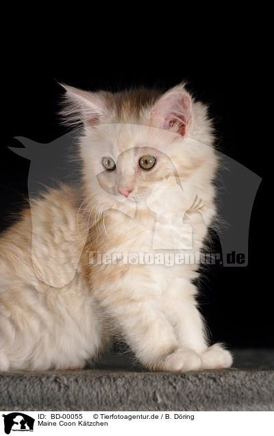 Maine Coon Ktzchen / Maine Coon Kitten / BD-00055