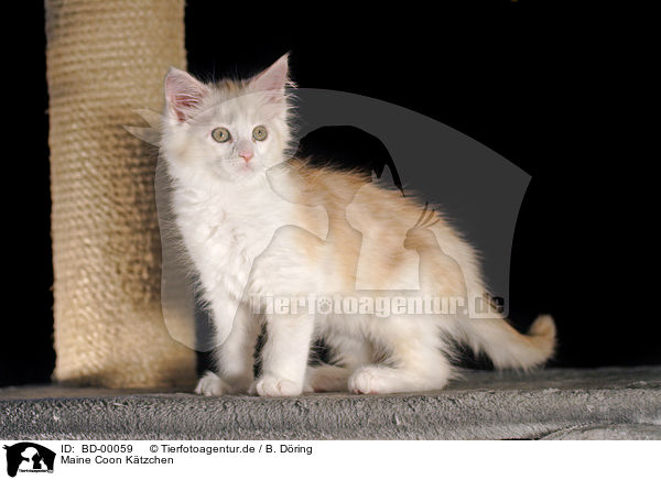Maine Coon Ktzchen / Maine Coon Kitten / BD-00059