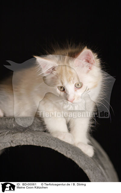 Maine Coon Ktzchen / BD-00061