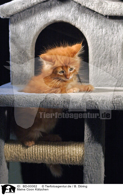 Maine Coon Ktzchen / Maine Coon Kitten / BD-00062