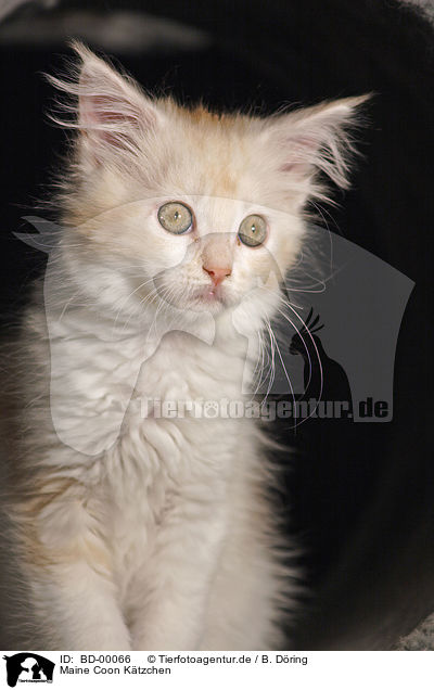 Maine Coon Ktzchen / BD-00066