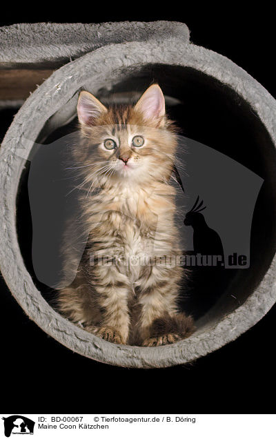 Maine Coon Ktzchen / BD-00067