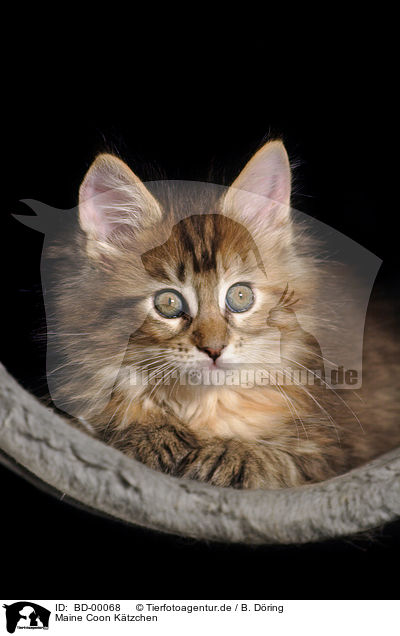 Maine Coon Ktzchen / Maine Coon Kitten / BD-00068