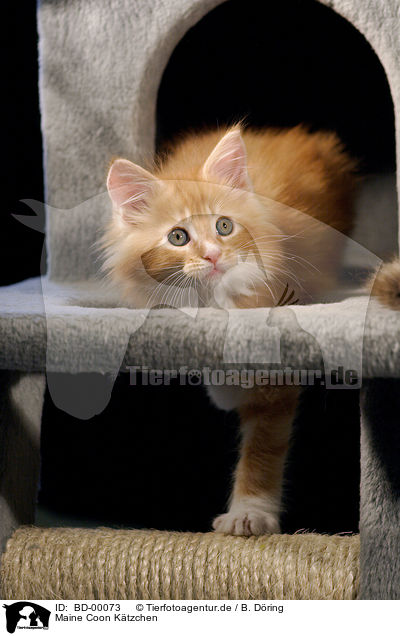 Maine Coon Ktzchen / Maine Coon Kitten / BD-00073