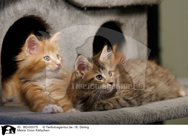 Maine Coon Ktzchen / Maine Coon Kitten / BD-00075
