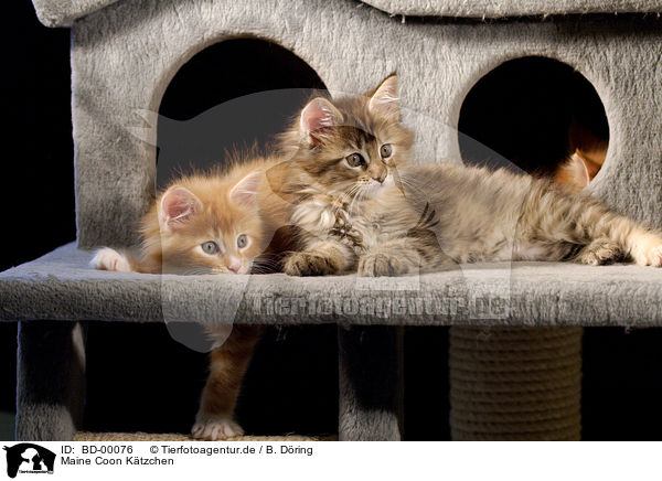 Maine Coon Ktzchen / Maine Coon Kitten / BD-00076