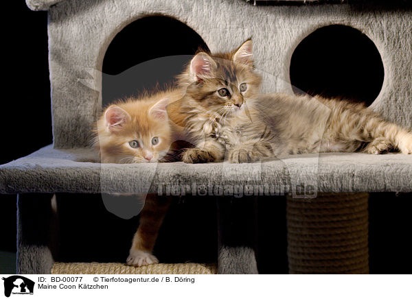 Maine Coon Ktzchen / Maine Coon Kitten / BD-00077