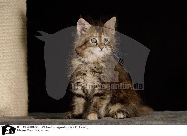 Maine Coon Ktzchen / Maine Coon Kitten / BD-00079