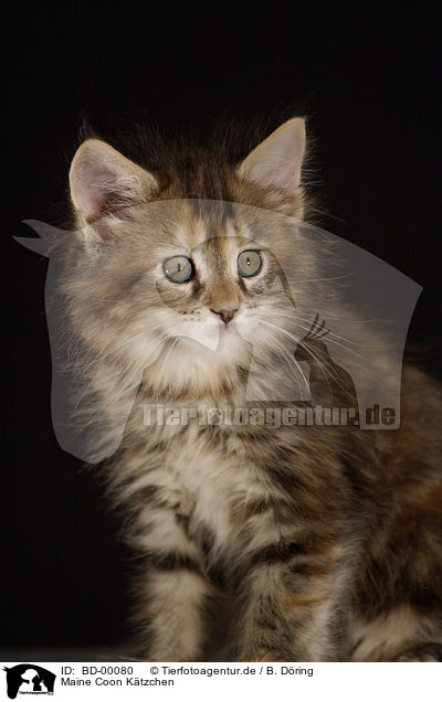 Maine Coon Ktzchen / BD-00080