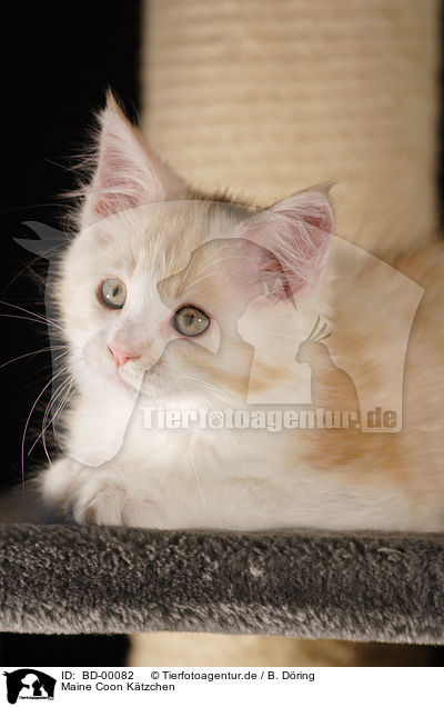 Maine Coon Ktzchen / BD-00082