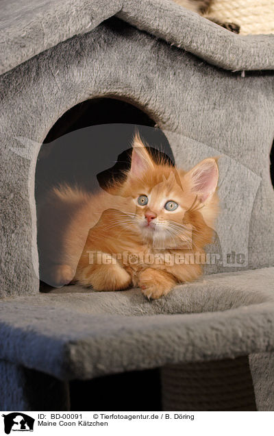 Maine Coon Ktzchen / Maine Coon Kitten / BD-00091
