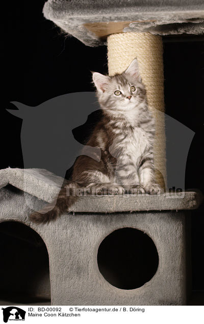 Maine Coon Ktzchen / BD-00092