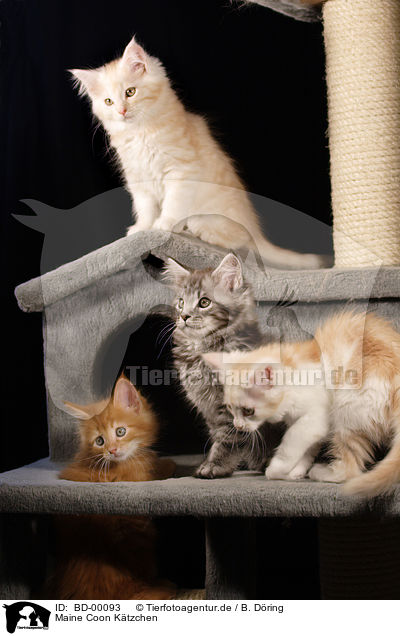 Maine Coon Ktzchen / BD-00093