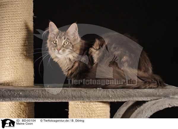 Maine Coon / BD-00104