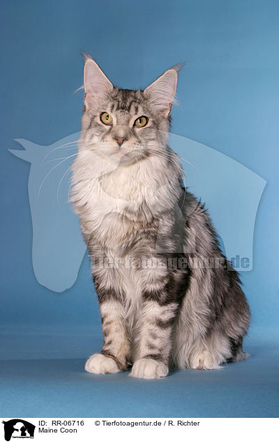 Maine Coon / Maine Coon / RR-06716