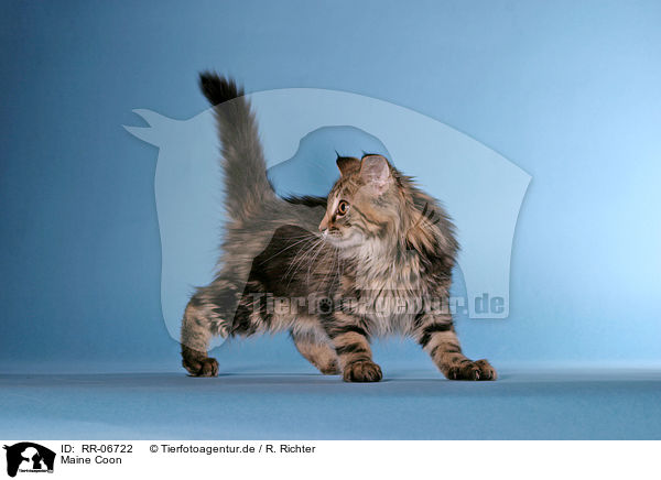 Maine Coon / RR-06722
