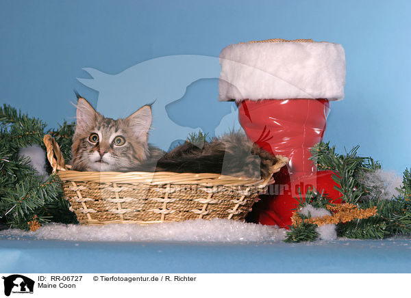 Maine Coon / Maine Coon / RR-06727