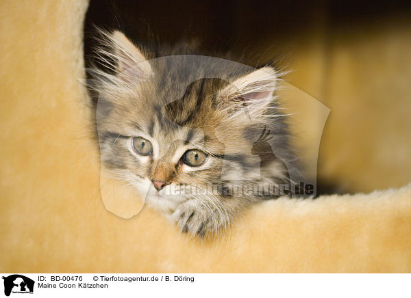 Maine Coon Ktzchen / Kitten / BD-00476