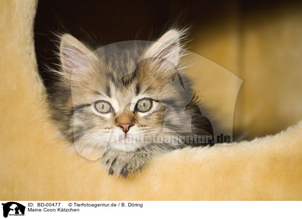 Maine Coon Ktzchen / Kitten / BD-00477