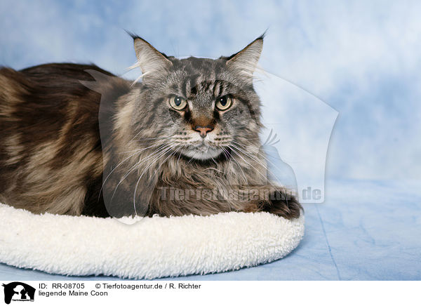 liegende Maine Coon / lying Maine Coon / RR-08705