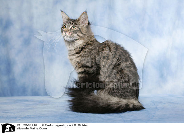 sitzende Maine Coon / RR-08710