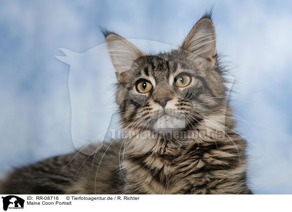 Maine Coon Portrait / RR-08716