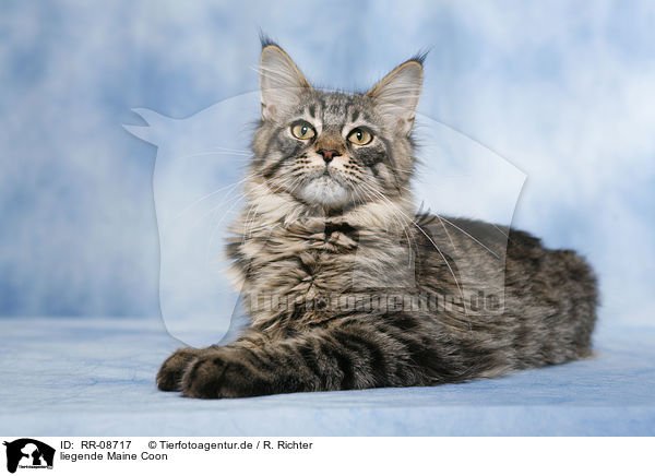 liegende Maine Coon / RR-08717