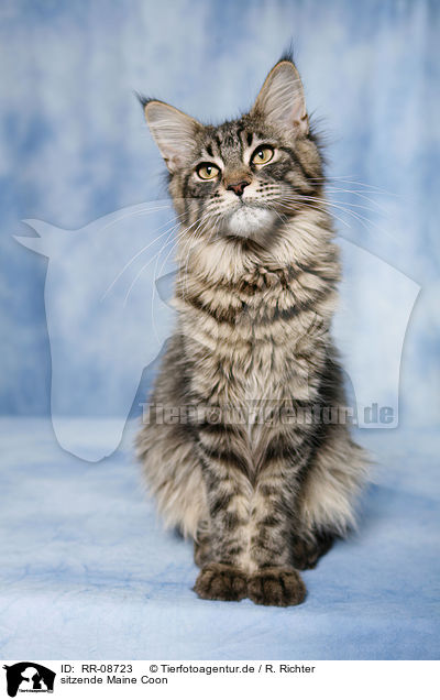 sitzende Maine Coon / sitting Maine Coon / RR-08723